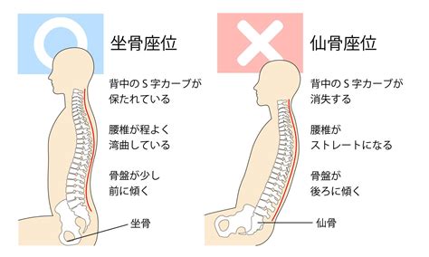 坐位|ス ト ラ ボ 座位（Sitting